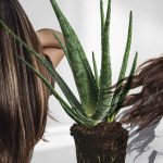 7 Manfaat Lidah Buaya untuk Kesehatan Rambut