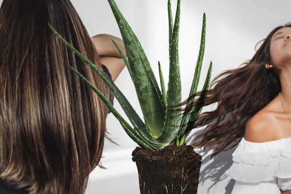 7 Manfaat Lidah Buaya untuk Kesehatan Rambut