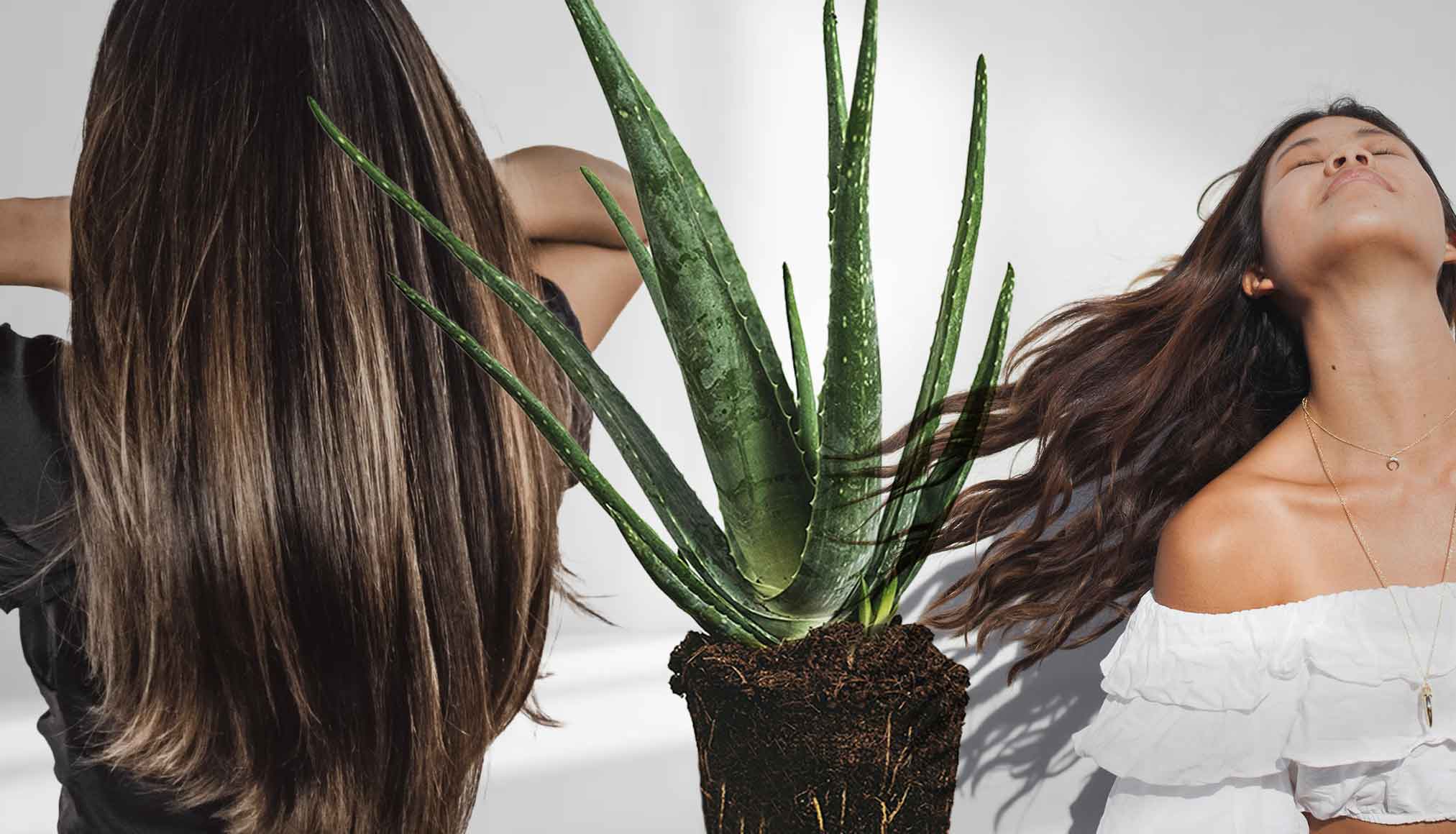 7 Manfaat Lidah Buaya untuk Kesehatan Rambut